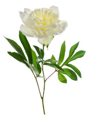 Naklejka premium One beautiful peony flower isolated on white