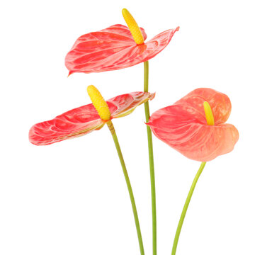 Beautiful red anthurium flowers isolated on white