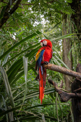 Scarlet macaw parrot in the Costa Rican forest © forcdan