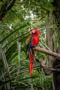 Scarlet macaw parrot in the Costa Rican forest