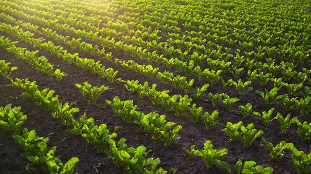 Green sugar beet seedlings growing in agricultural field with beautiful sunlight shining from the top left corner