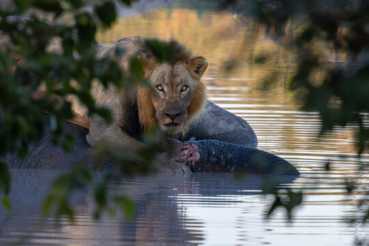 Male lion feeding on dead elephant sitting in waterhole