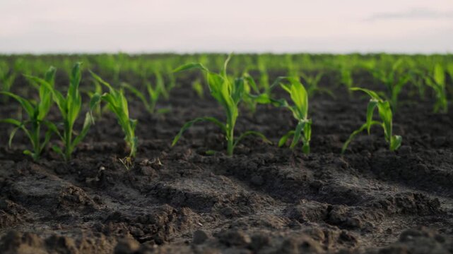 Young corn seedlings swaying in the wind in a vast agricultural field under an overcast sky