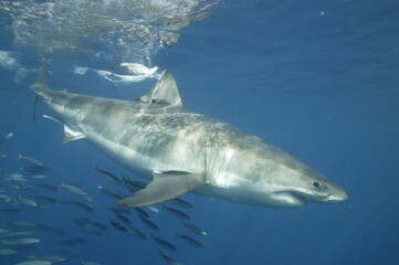 Great White Shark in the Pacific Ocean © willtu