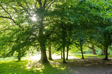 Fototapeta premium trees in the forest