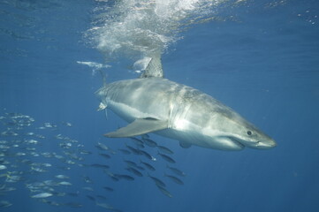Great White Shark in the Pacific Ocean © willtu