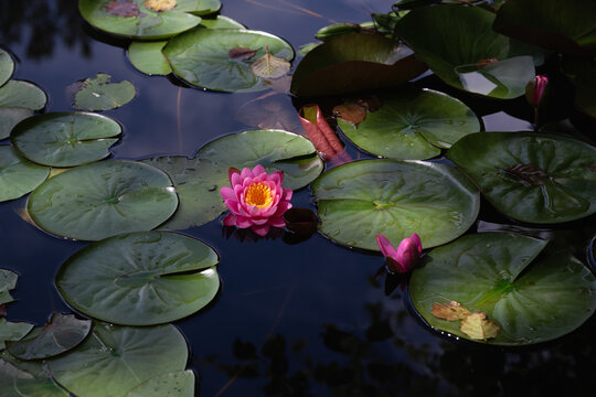Lotus flower or water lily in the pond amongst the green leaves floating on the water.
