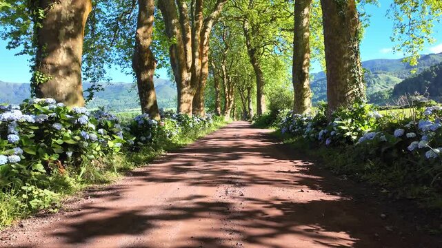 Azores, S&atilde;o Miguel, Portugal. Smooth camera movement through a picturesque plane tree avenue lined with vibrant blue hydrangeas, showcasing the lush and authentic beauty of the Azorean landscape.