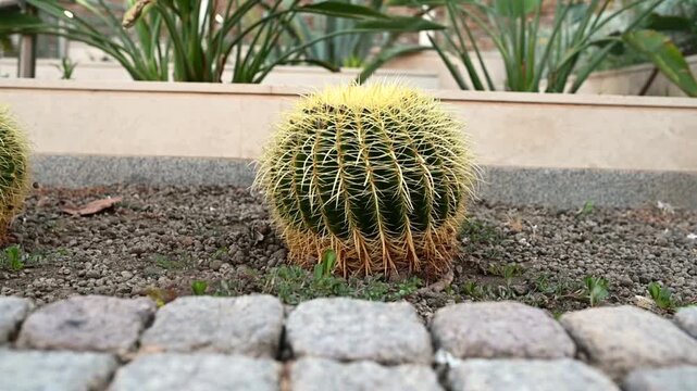 Golden barrel cacti growing in dry soil in a landscaped garden. Ornamental succulents with distinctive yellow spines surrounded by decorative stones, ideal for gardening, landscaping, botany