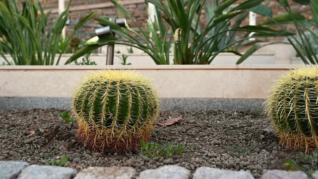 Golden barrel cacti growing in dry soil in a landscaped garden. Ornamental succulents with distinctive yellow spines surrounded by decorative stones, ideal for gardening, landscaping, botany
