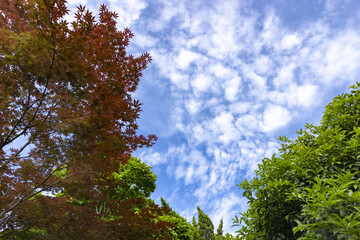 Fototapeta premium Blue sky with white clouds above lush trees and green vegetation