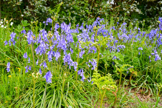 Spring has sprung, bluebells growing wild in  English woodland on a spring day. The delicate blue flowers and lovely scent a welcome sign of better days to come.