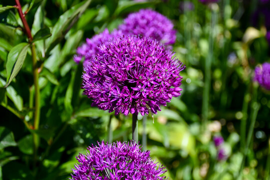 Close up of a Allium flower head, massive round purple flower head grown from a bulb so coming back every spring to cheer any garden after the winter.