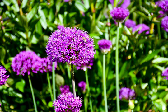 Beautiful purple allium flowers growing from bulbs and creating a lovely addition to the flower border, in an English country garden.