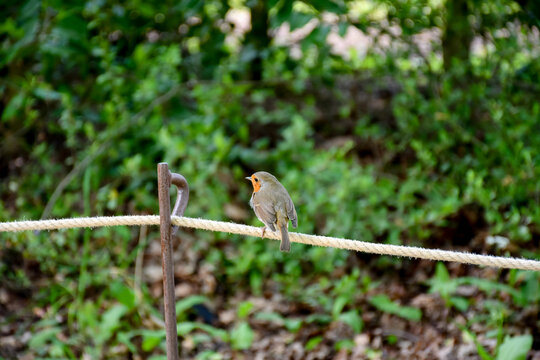 Robin red breast bird sits happily on a rope fence in the Shropshire countryside. Robins are the traditional bird for showing loved ones who have passed returning when needed.