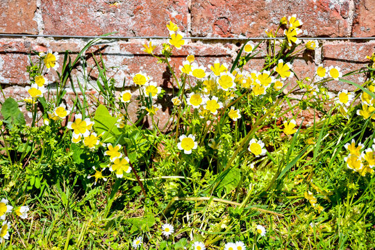 Bright and beautiful poached eggs flowers cheering up an old fashioned wall on a sunny spring day in rural Shropshire UK
