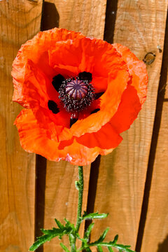 Paper thin petals on a beautiful poppy flower, bright orangy red with black centre a great attraction to bees collecting pollen.