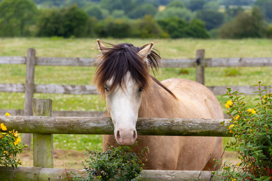 The grass is always greener, close up shot of pretty pony leaning over the fence from his field looking at whatever is beyond.