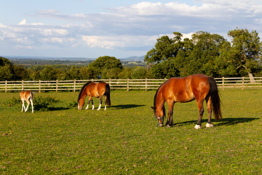 Horses grazing peacefully in their field in rural Shropshire., with scenic Shropshire landscape stretching out behind them.