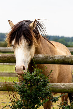 Close up shot of beautiful tan pony horse as it stands looking over an old wooden fence &hellip;the grass is always greener on the other side.