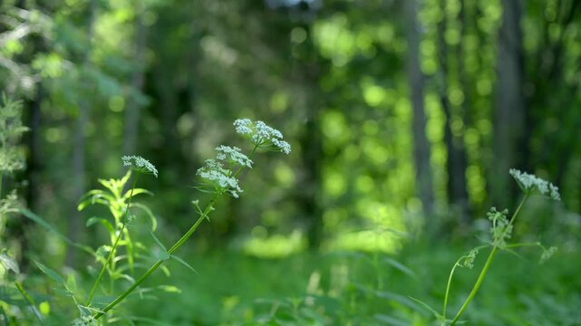 serene forest and trees in a natural setting, nature scene with brown and dark green tones