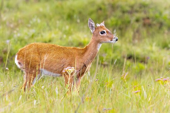 Pampas Deer - Serra da Canastra National Park, Minas Gerais, Brazil 