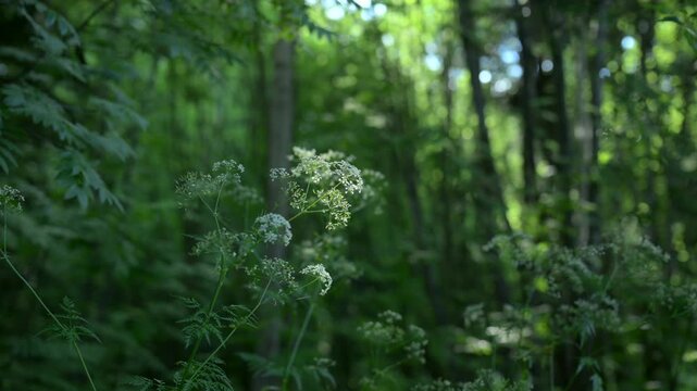 serene forest and trees in a natural setting, nature scene with brown and dark green tones