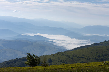 Fototapeta premium A wide angle shot show white mist settle in a green mountain valley with a ridge and tree in the foreground under a blue sky with copy space.