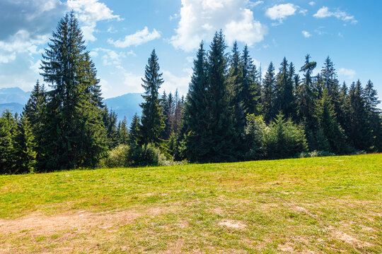 landscape with coniferous forest in summer. scenic view of mountain landscape in poland. spruce trees on a grassy alpine meadow. clouds on the blue sky above the ridge