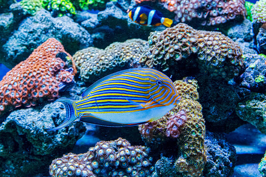 Striped surgeonfish and clownfish swimming together around colorful coral reef
