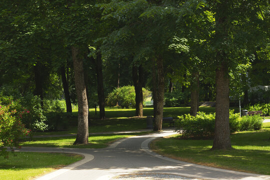 Green city park pathway with trees in summer