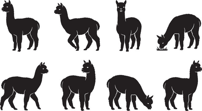 Black alpaca silhouette collection, 8 llama icons in various poses, minimalist farm animal vector set, south american camelid graphics isolated on Transparent Background