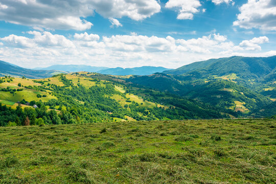 green field on a sunny day. carpathian mountain landscape in summer. lush pasture on the hill. beautiful countryside of ukraine