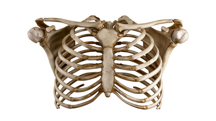 Human rib cage and shoulder bones, isolated on transparent background © Timo