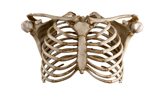 Human rib cage and shoulder bones, isolated on transparent background