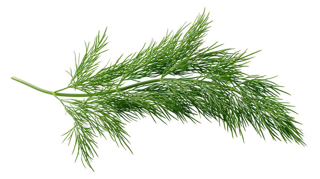 Fresh green dill sprig with feathery leaves, isolated on transparent background
