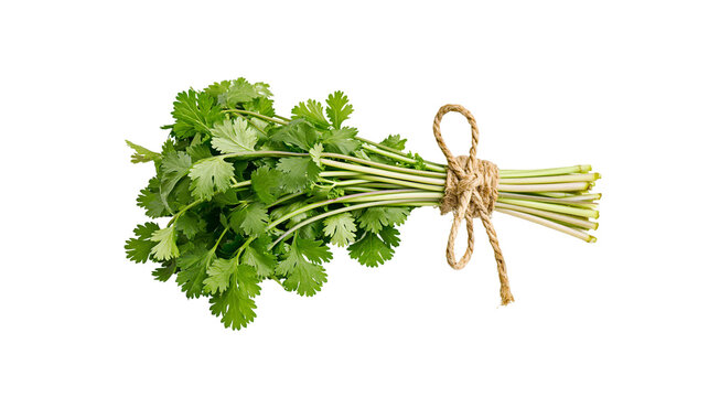 Fresh green cilantro bunch tied with jute twine, isolated on transparent background