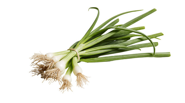 Fresh green onions with roots tied together with string, isolated on transparent background