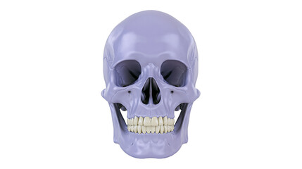 Lavender human skull with visible teeth, isolated on transparent background © Timo