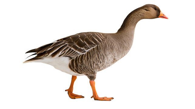 Gray goose with brown patterned feathers and orange legs, isolated on transparent background