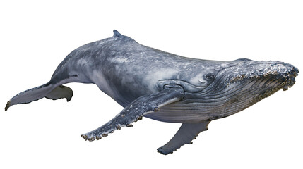 Large grey humpback whale with barnacles on its head, isolated on transparent background © Mia