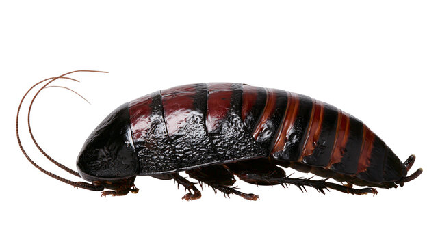 Large Madagascar hissing cockroach with black and red stripes, isolated on transparent background