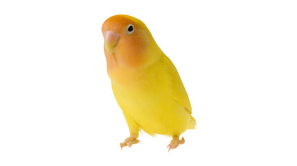 Bright yellow lovebird with orange face, isolated on transparent background © Martina