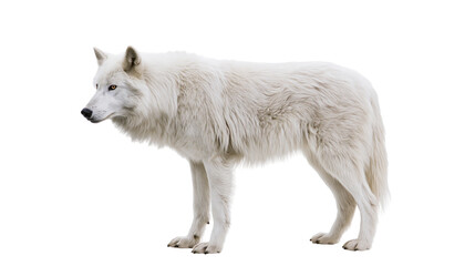 Majestic white wolf standing alert, isolated on transparent background © Mia