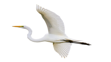 Graceful white egret bird with outstretched wings flying, isolated on transparent background © Mia