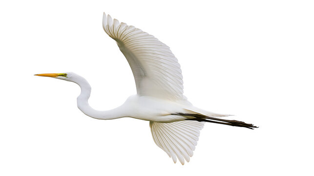 Graceful white egret bird with outstretched wings flying, isolated on transparent background
