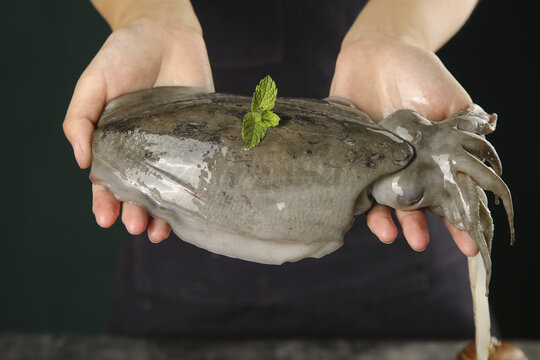 Fresh Cuttlefish in Hands with Mint Garnish, Zhoushan China