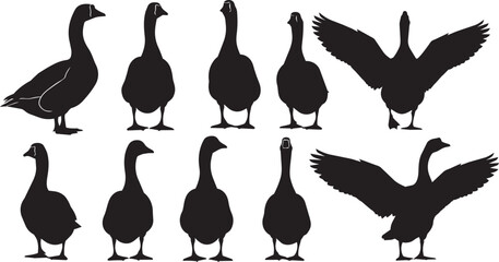 Silhouette geese standing and flying with wings spread on white background © SD DESIGN STUDIO
