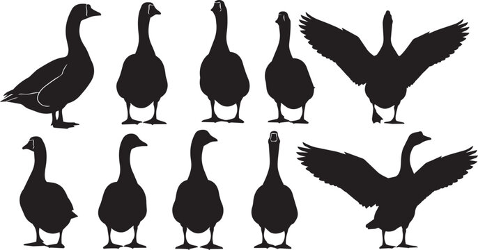 Silhouette geese standing and flying with wings spread on white background