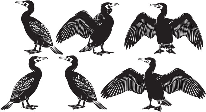 Six Cormorants with wings spread in a clean white background illustration